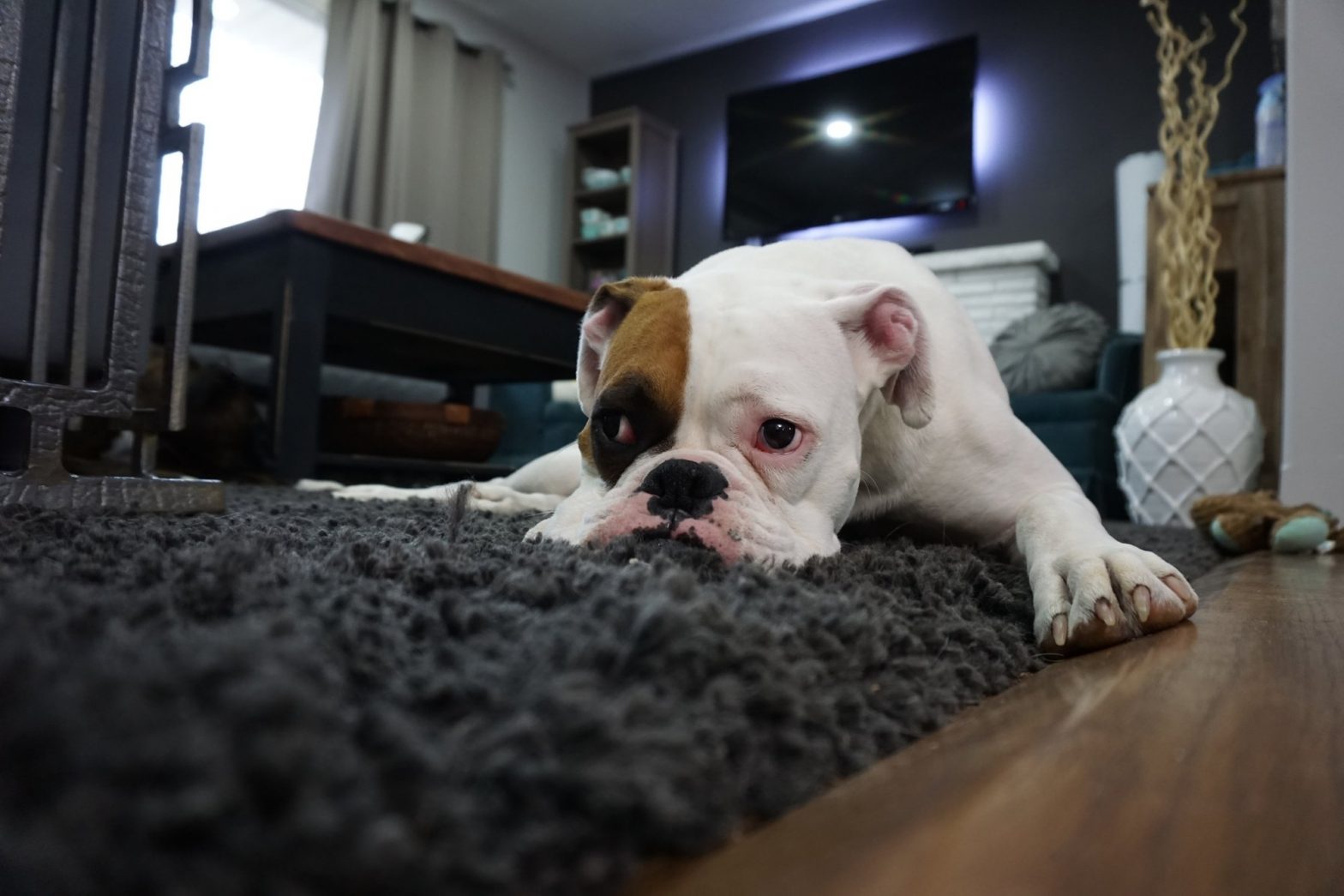 What is Infiltration in Carpet?